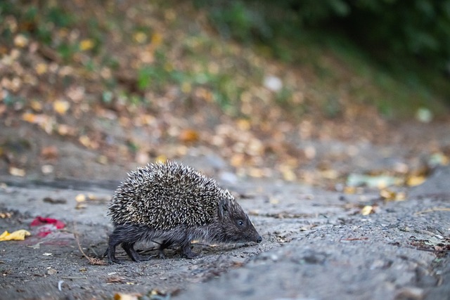 是那么必要 是那么必要